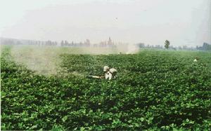 棉麥套種 棉麥套種