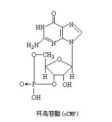 環鳥苷酸 環鳥苷酸