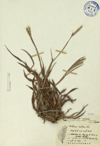 無芒鴨嘴草 無芒鴨嘴草