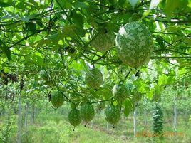 長興吊瓜 長興吊瓜