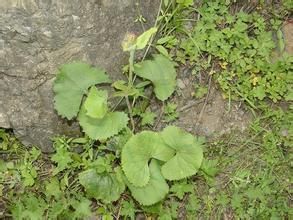 鹿蹄囊吾 鹿蹄囊吾