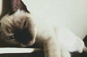 暹羅貓[貓科動物]