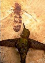 史前巨蟻 史前巨蟻