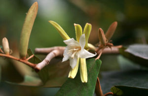 景東翅子樹 景東翅子樹