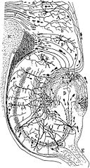 （圖）嚙齒類動物的海馬神經系統圖