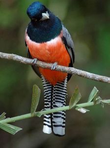 蘇魯美洲咬鵑 蘇魯美洲咬鵑