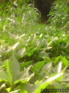 紅薯藤菜 紅薯藤菜