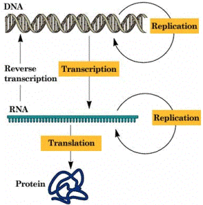 the central dogma of biology
