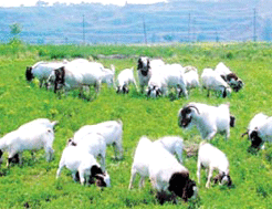 安利農業生態旅遊山莊 安利農業生態旅遊山莊