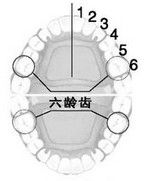 六齡齒 六齡齒
