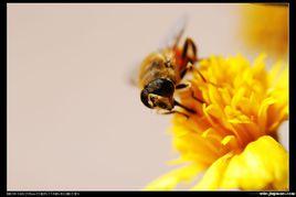 新疆黑蜂 新疆黑蜂