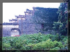 （圖）牆上的攀援植物