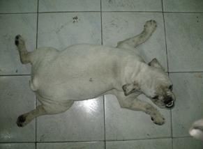 犬埃里希氏體病 犬埃里希氏體病