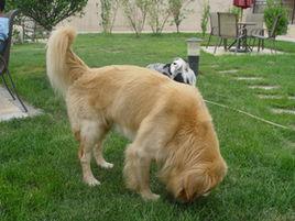 狗食糞症 狗食糞症