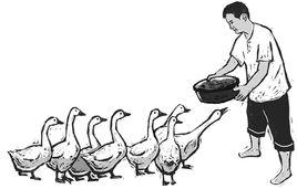 瘦鵝理論 瘦鵝理論