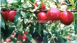 特早紅油桃 特早紅油桃