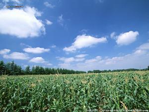 陝西省佛坪國家級自然保護區 陝西省佛坪國家級自然保護區