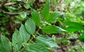 文山粗葉木 文山粗葉木