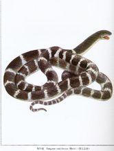 銀環蛇