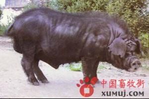 姜曲海豬 姜曲海豬