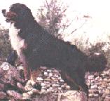 伯尼茲山地犬 伯尼茲山地犬