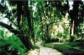 蜀道翠雲廊古柏 蜀道翠雲廊古柏