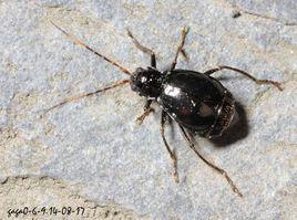 缺翅螢金花蟲 缺翅螢金花蟲