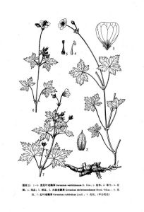 寬托葉老鸛草（西藏植物志）無腺老鸛草（雲南植物志）圖版21：1-5
