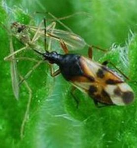 蕭氏原花蝽 蕭氏原花蝽