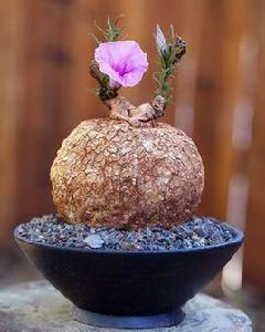 布魯牽牛 布魯牽牛