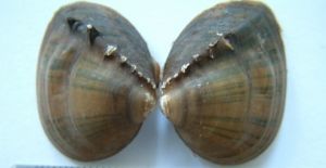 棘裂嵴蚌 棘裂嵴蚌