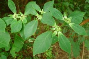 白苞猩猩草 白苞猩猩草