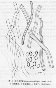 粉白洛伊菌 粉白洛伊菌