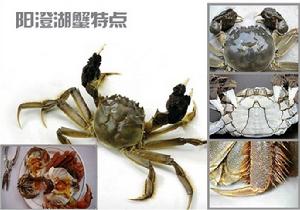 蟹生活大閘蟹的識別