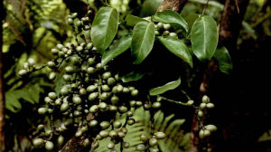 小葉買麻藤 小葉買麻藤