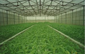 蕹菜苗栽培 蕹菜苗栽培