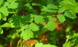 貝加爾唐松草 貝加爾唐松草