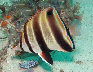 澳洲東泰麻蝶 澳洲東泰麻蝶