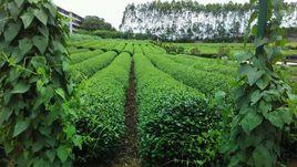 廣西職業技術學院茶園 廣西職業技術學院茶園