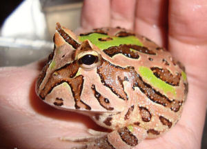 哥倫比亞角蛙 哥倫比亞角蛙