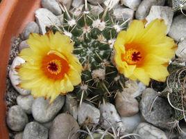 南國玉屬 南國玉屬