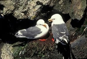 紅腿三趾鷗 紅腿三趾鷗