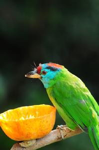 藍喉擬啄木鳥