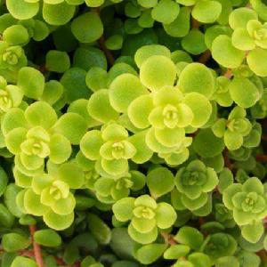 黃金丸葉萬年草 黃金丸葉萬年草