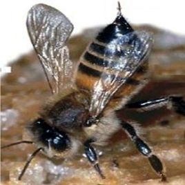 非洲殺人蜂 非洲殺人蜂