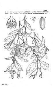 長序厚殼桂 長序厚殼桂