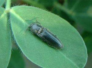 褐砂殼蟲 褐砂殼蟲