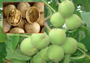 禮品2號 禮品2號