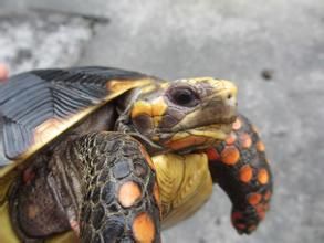 哥倫比亞紅腿陸龜 哥倫比亞紅腿陸龜