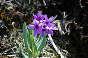 紫羅蘭報春 紫羅蘭報春